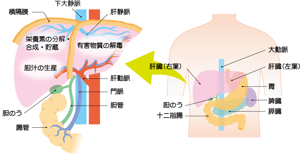 臓器 と は 沈黙 の